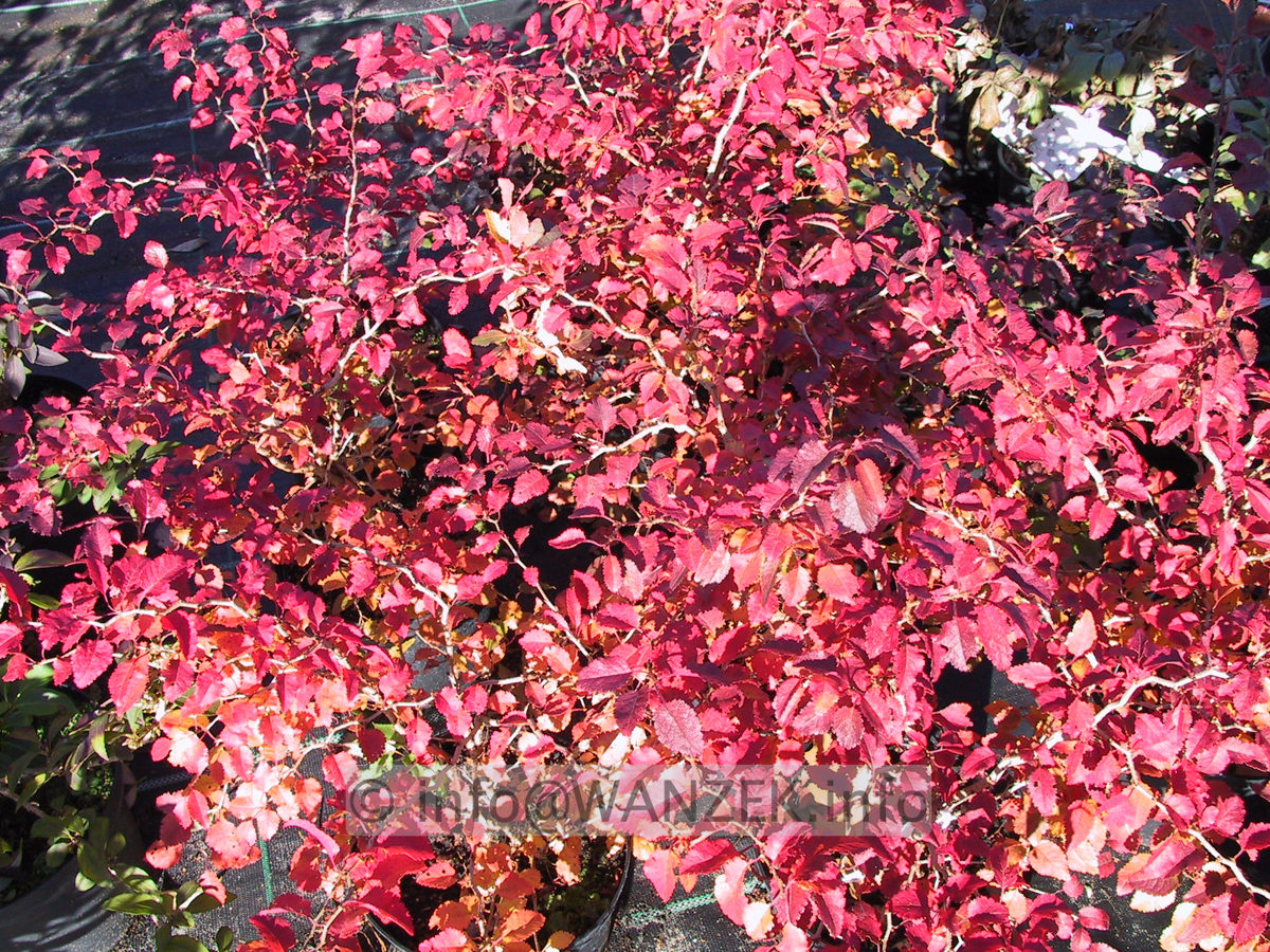 Prunus incisa Kojou-No-Mai 03.JPG